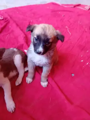 kleine Tessa wohnt mit Mama und Geschwistern jetzt im Tierheim  Bild 4
