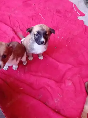 kleine Tessa wohnt mit Mama und Geschwistern jetzt im Tierheim  Bild 3
