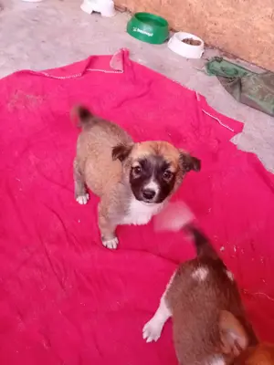 kleine Tessa wohnt mit Mama und Geschwistern jetzt im Tierheim  Bild 7