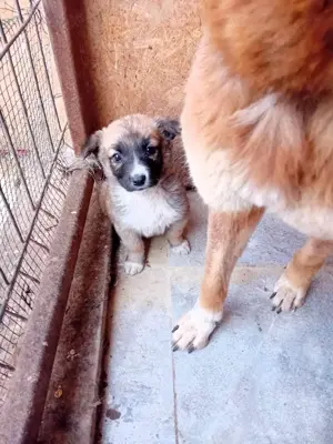 kleine Tessa wohnt mit Mama und Geschwistern jetzt im Tierheim  Bild 9