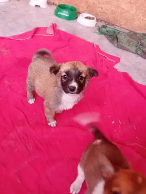 kleine Tessa wohnt mit Mama und Geschwistern jetzt im Tierheim  Bild 8