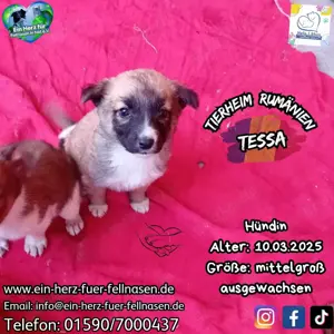 kleine Tessa wohnt mit Mama und Geschwistern jetzt im Tierheim 