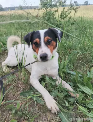 Parson Rassell Terrier Deckrüde .