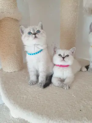 Bkh kitten. Blau Augen Point Farbe.