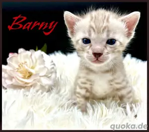 Bengal Kitten mit Stammbaum 