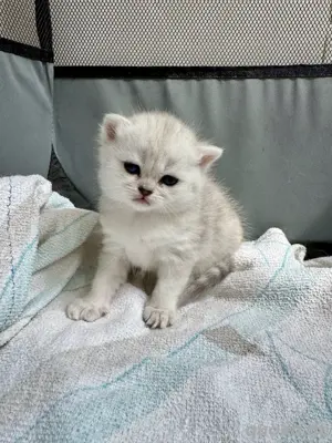  BKH Kitten Reinrassige