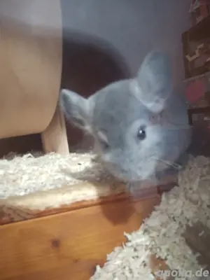 chinchilla bub