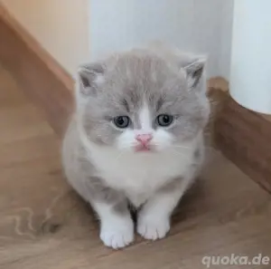 süßes BKH Katerchen