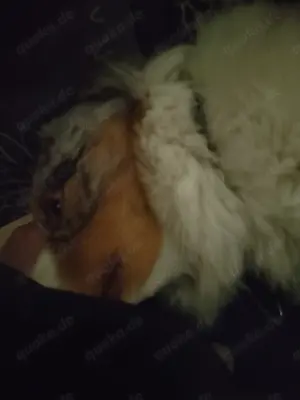 Hund mit lieben Zügen und einzigartig, absolut unverwechselbar..