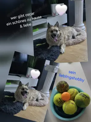 Oscar sucht dringend ein neues Zuhause 
