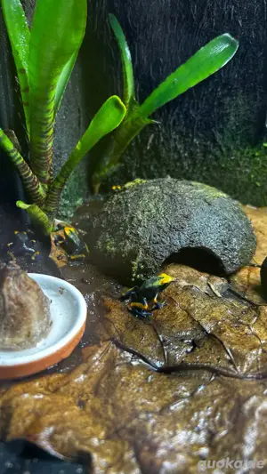 Dendrobates Tinctorius Tumucumaque 0.0.6 Pfeilgiftfrosch 