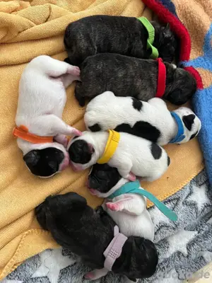  französischeBulldogge Welpen
