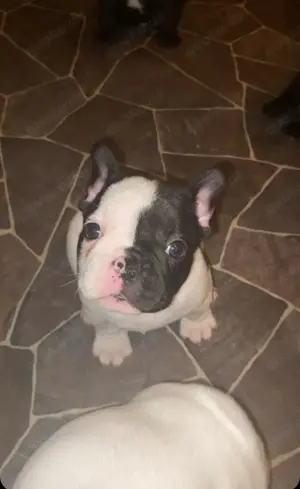 Französische bulldogge Rüde 9 Wochen 