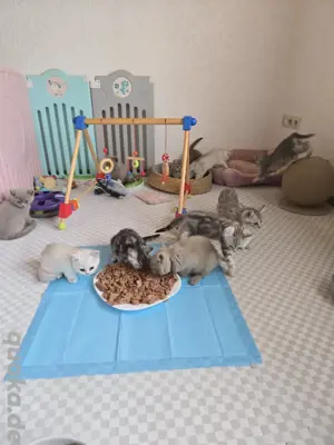 Bkh kitten 12 Stück ab sofort 