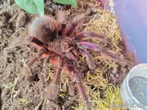 Vogelspinne Theraphosa apophysis weiblich 7cm KL