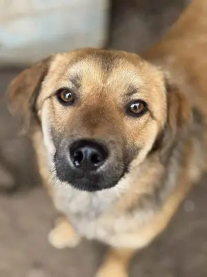 Koba ca. 40 cm   der Liebevolle