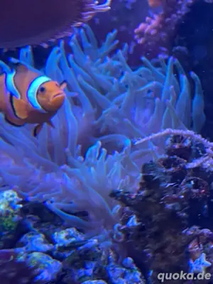 Nemos Paar Pärchen 39  Amphiprion