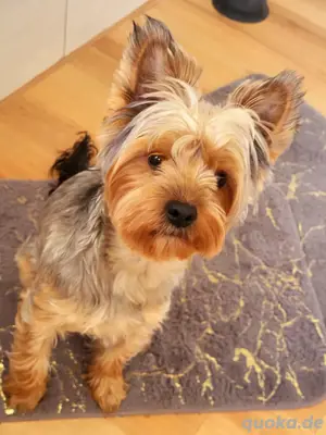 Yoschere terrier