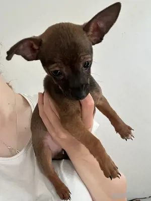 Zwerpinscher Welpen Rüden