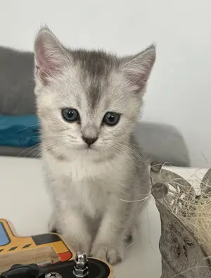 Zauberhafte BKH Kitten in Silver Shaded - bald bereit für ihr neues Zuhause!