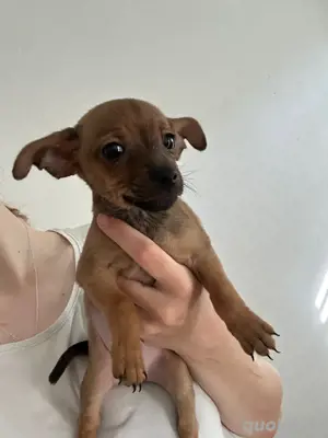 Zwergpinscher Weplen