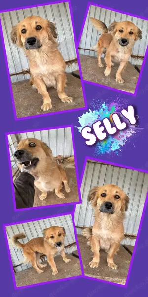 zuckersüße, liebe, menschenbezogene Hündin "Selly" sucht ein schönes Zuhause 