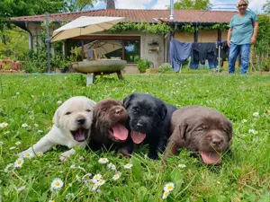 Süße Labradorwelpen aus Liebhaberzucht suchen ein neues Zuhause 