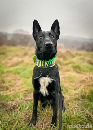 X Herder Rüde