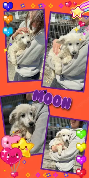zuckersüßes Welpenmädchen "Moon" sucht ein schönes Zuhause 
