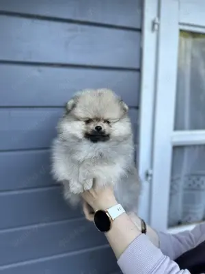  Zwergspitz- Pomeranian 