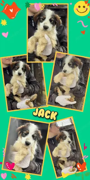 zuckersüßer kleiner Welpenjunge "Jack" sucht ein schönes Zuhause 