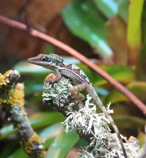 1.0 Anolis bahorucoensis