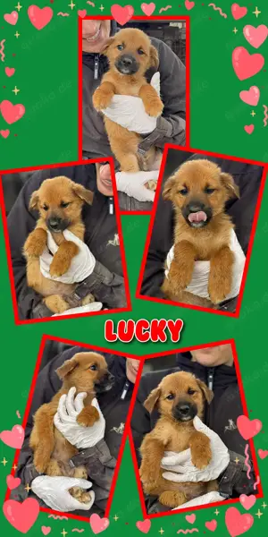 zuckersüßer Welpenjunge "Lucky" sucht ein schönes Zuhause 