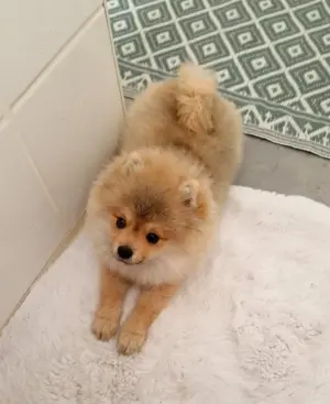 Pomeranian zwergspitz 