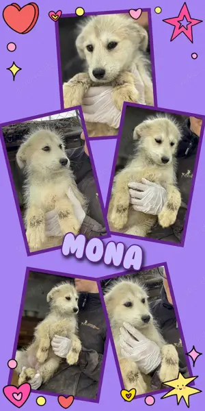 zuckersüßes Welpenmädchen "Mona" sucht ein schönes Zuhause 
