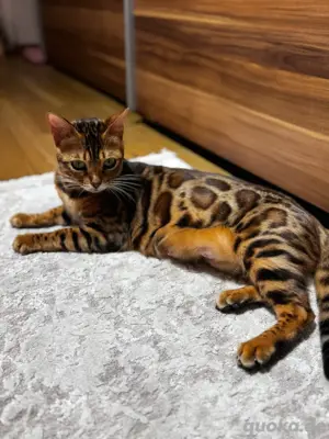 Bengalkitten