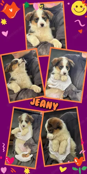 zuckersüßes Welpenmädchen "Jeany" sucht ein schönes Zuhause 