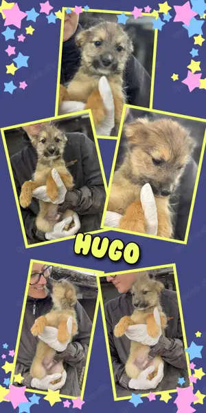 zuckersüßer Welpenjunge "Hugo" sucht ein schönes Zuhause 