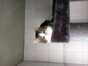 Kater abzugeben 