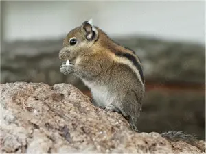 Chinesische baumstreifenhörnchen 