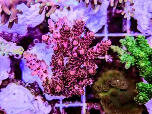 A. echinata, LPS, SPS,Pink lady,Goniopora, Korallen, Ableger,crazy t.,Acropora