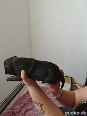 zwei kleine racker