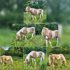 Biete Hilfe bei der Suche nach dem passenden Islandpferd Bild 2