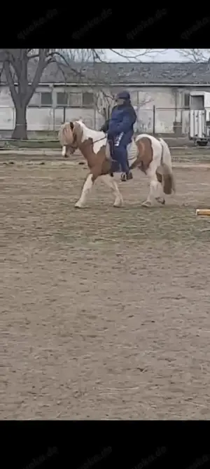 Biete Hilfe bei der Suche nach dem passenden Islandpferd Bild 5