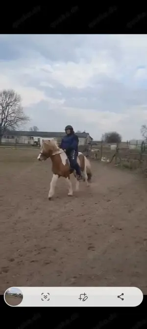 Biete Hilfe bei der Suche nach dem passenden Islandpferd Bild 4