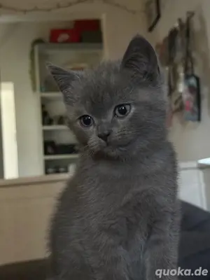 britisch Kurzhaarkatze Zoe
