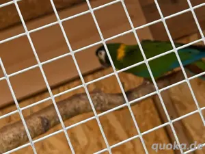 Verkaufe Goldnacken ara