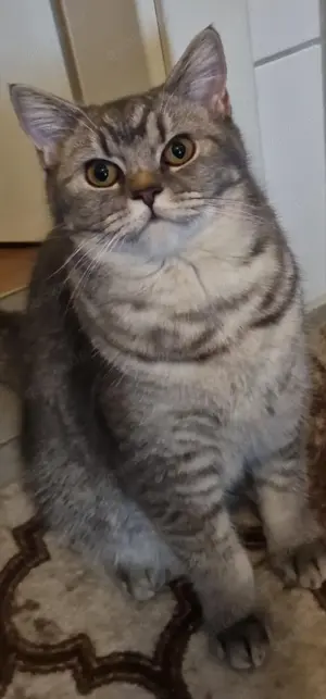 Ti Coco sucht ein liebevolles Zuhause