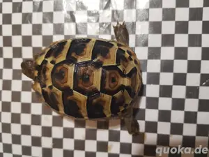 Babys von kleinwüchsigen Griechischen Landschildkröten Herci, Weibchen, T.h. hercegovinensis Bild 3