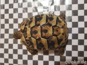 Babys von kleinwüchsigen Griechischen Landschildkröten Herci, Weibchen, T.h. hercegovinensis